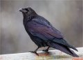 Smart Raven