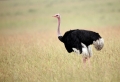The Biggest Bird - Ostrich